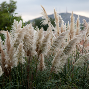 Aluguel de mesas e cadeiras - Capim dos pampas